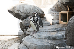 [仙台うみの杜水族館] フンボルトペンギン(1)