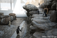 [仙台うみの杜水族館] フンボルトペンギン(2)