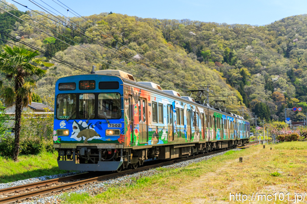 秩父鉄道秩父本線 波久礼～樋口間で撮影した秩父鉄道7500系7502を先頭とする列車の写真