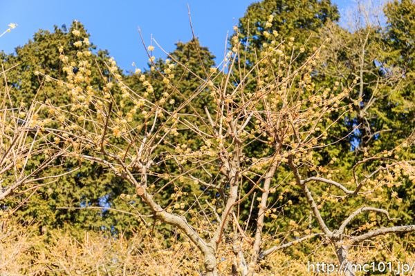 [写真]