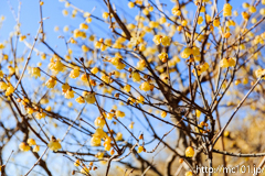 [長瀞・宝登山臘梅園] 2017年の臘梅(3)