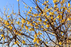 [長瀞・宝登山臘梅園] 2017年の臘梅(4)