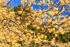 [長瀞・宝登山臘梅園] 2017年の臘梅(8)