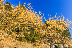 [長瀞・宝登山臘梅園] 2017年の臘梅(9)