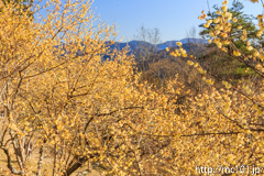 [長瀞・宝登山臘梅園] 2017年の臘梅(12)