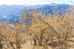 [長瀞・宝登山臘梅園] 2017年の臘梅(13)