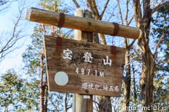 [長瀞・宝登山臘梅園] 2017年の臘梅(14)