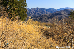 [長瀞・宝登山臘梅園] 2017年の臘梅(15)