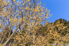 [長瀞・宝登山臘梅園] 2017年の臘梅(18)