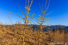 [長瀞・宝登山臘梅園] 2017年の臘梅(22)