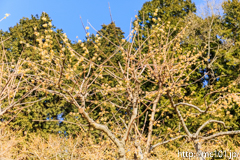 [長瀞・宝登山臘梅園] 2017年の臘梅(2)