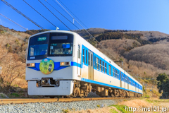 [秩父鉄道波久礼～樋口間] 1001列車急行ロウバイ1号、6002F、現在はこの場所に入ることはできません。
