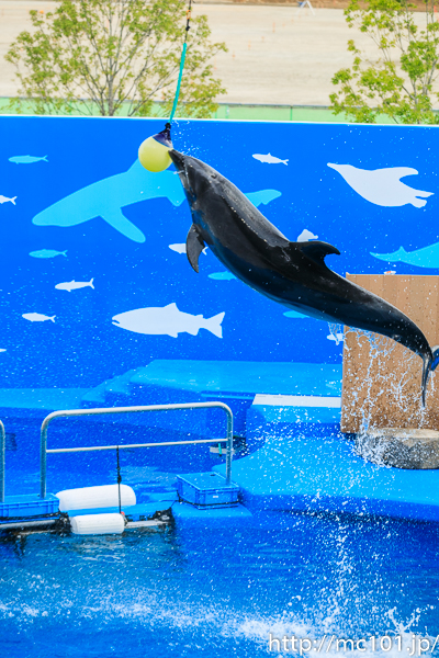 [写真]