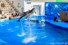[仙台うみの杜水族館] イルカ・アシカのパフォーマンス(14時30分の回)(1)