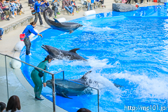[仙台うみの杜水族館] イルカ・アシカのパフォーマンス(14時30分の回)(10)