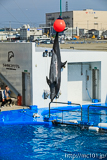 [仙台うみの杜水族館] イルカ・アシカのパフォーマンス(14時30分の回)(11)