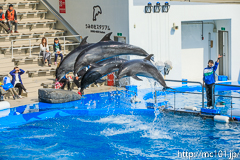 [仙台うみの杜水族館] イルカ・アシカのパフォーマンス(14時30分の回)(12)