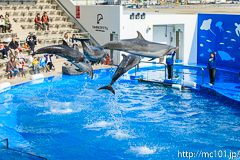 [仙台うみの杜水族館] イルカ・アシカのパフォーマンス(14時30分の回)(13)