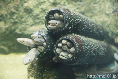 [仙台うみの杜水族館] マアナゴ