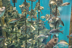 [仙台うみの杜水族館] マガキ ほか