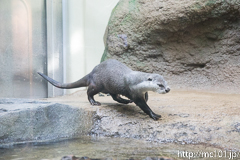 [仙台うみの杜水族館] ツメナシカワウソ、昨年11月の新入り