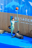 [仙台うみの杜水族館] イルカ・アシカのパフォーマンス(14時30分の回)(2)