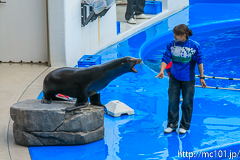 [仙台うみの杜水族館] イルカ・アシカのパフォーマンス(16時の回)(1)