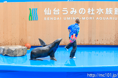 [仙台うみの杜水族館] イルカ・アシカのパフォーマンス(16時の回)(2)