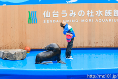[仙台うみの杜水族館] イルカ・アシカのパフォーマンス(16時の回)(3)