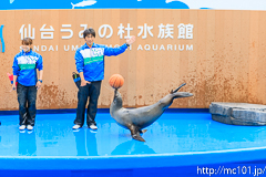 [仙台うみの杜水族館] イルカ・アシカのパフォーマンス(16時の回)(4)