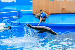 [仙台うみの杜水族館] イルカ・アシカのパフォーマンス(16時の回)(5)