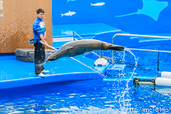 [仙台うみの杜水族館] イルカ・アシカのパフォーマンス(16時の回)(6)
