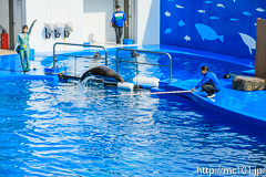 [仙台うみの杜水族館] イルカ・アシカのパフォーマンス(14時30分の回)(3)