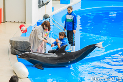 [仙台うみの杜水族館] イルカ・アシカのパフォーマンス(16時の回)(7)