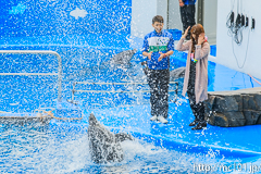 [仙台うみの杜水族館] イルカ・アシカのパフォーマンス(16時の回)(8)
