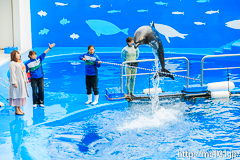 [仙台うみの杜水族館] イルカ・アシカのパフォーマンス(16時の回)(9)