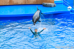 [仙台うみの杜水族館] イルカ・アシカのパフォーマンス(16時の回)(11)