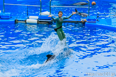 [仙台うみの杜水族館] イルカ・アシカのパフォーマンス(16時の回)(12)