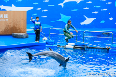 [仙台うみの杜水族館] イルカ・アシカのパフォーマンス(16時の回)(13)
