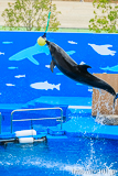 [仙台うみの杜水族館] イルカ・アシカのパフォーマンス(16時の回)(14)