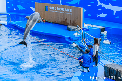 [仙台うみの杜水族館] イルカ・アシカのパフォーマンス(14時30分の回)(4)