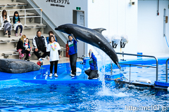 [仙台うみの杜水族館] イルカ・アシカのパフォーマンス(14時30分の回)(5)