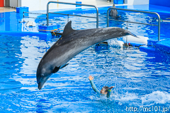 [仙台うみの杜水族館] イルカ・アシカのパフォーマンス(14時30分の回)(8)