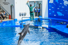 [仙台うみの杜水族館] イルカ・アシカのパフォーマンス(14時30分の回)(9)