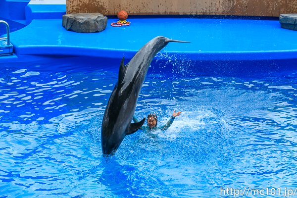 [写真]