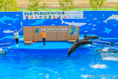 [仙台うみの杜水族館] イルカ・アシカのパフォーマンス(13時の回)(1)