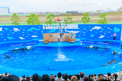 [仙台うみの杜水族館] イルカ・アシカのパフォーマンス(13時の回)(10)