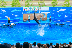 [仙台うみの杜水族館] イルカ・アシカのパフォーマンス(13時の回)(11)