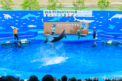 [仙台うみの杜水族館] イルカ・アシカのパフォーマンス(13時の回)(12)