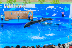 [仙台うみの杜水族館] イルカ・アシカのパフォーマンス(13時の回)(13)